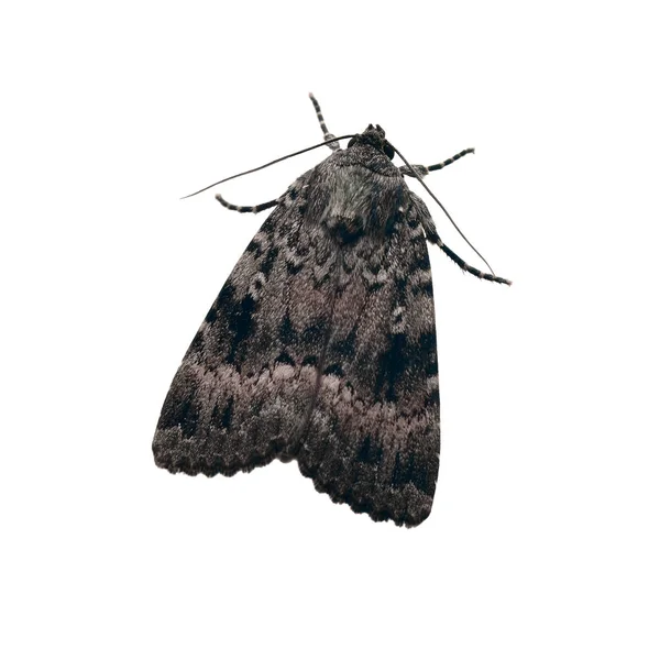 Cobre Underwing Amphipyra Pyramidea Traça Isolada Branco — Fotografia de Stock