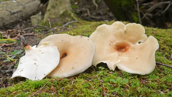 Royoporus Badius Mushroom Also Known Picipes Badius Black Foot Polypor — Stock Photo, Image