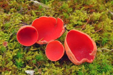 Kızıl elf Kupası mantar, Sarcoscypha coccinea