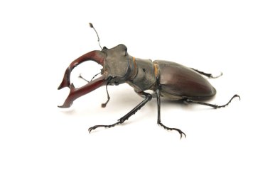 Stag beetle lucanus cervus beyaz izole