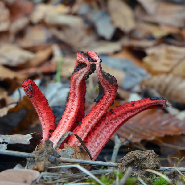 Clathrus archeri, olarak da bilinen ahtapot stinkhorn mantar ya da şeytanın parmağı