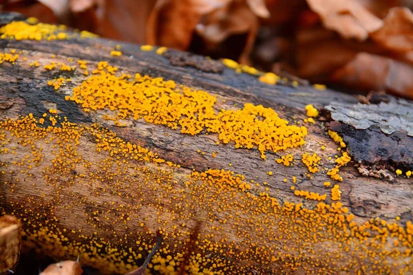 Bisporella Citrina Μύκητα Γνωστή Λεμόνι Ντίσκο Και Κύπελλο Κίτρινη Νεράιδα — Φωτογραφία Αρχείου