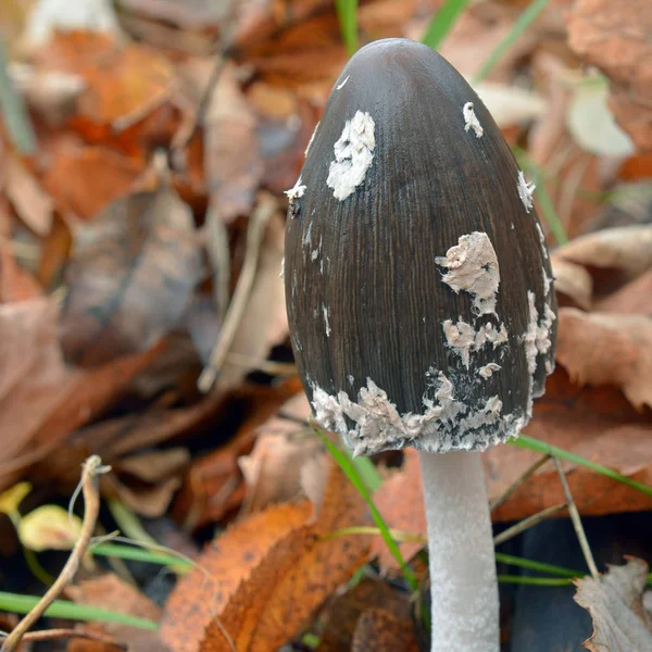 Coprinus Picaceus Tappo Inchiostro Gazza Fungo Terra — Foto Stock