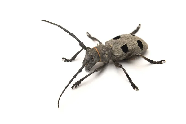 Morimus Funereus 甲虫被隔离在白色 — 图库照片