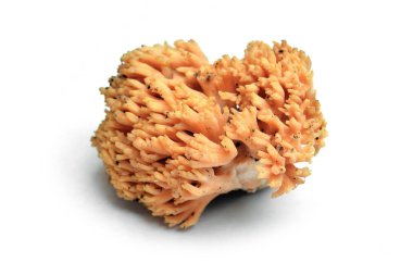 ramaria formosa mantar, güzel clavaria, yakışıklı clavaria, sarı olarak bilinen-eğimli veya pembe coral mantar