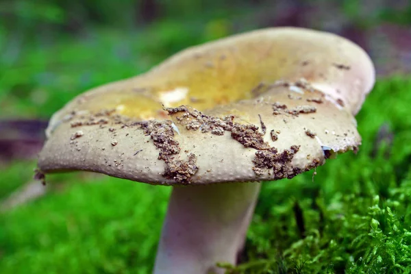 Seta Russula Olivacea Bosque Haya —  Fotos de Stock