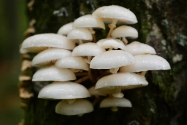 Oudemansiella Mucida Mushroom Cluster Tree Bark Porcelain Fungus — Stock Photo, Image