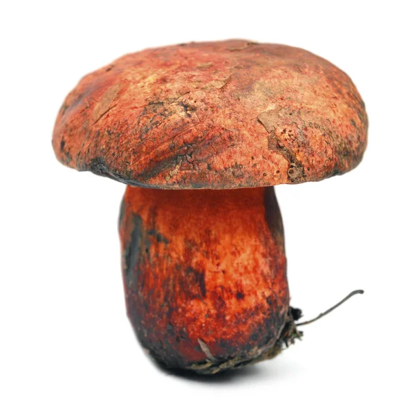 Boletus Rhodopurpureus Cogumelo Isolado Branco Raro — Fotografia de Stock