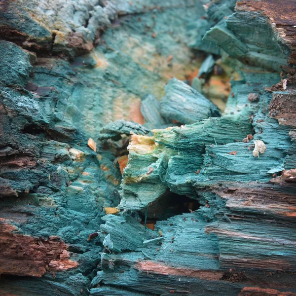 Xylindein Pigment Auf Holz Durch Chlorociboria Aeruginascens Pilz — Stockfoto