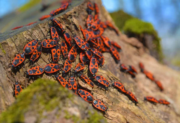Familia Insectos Pyrrhocoris Apterus Comúnmente Conocida Como Firebu —  Fotos de Stock