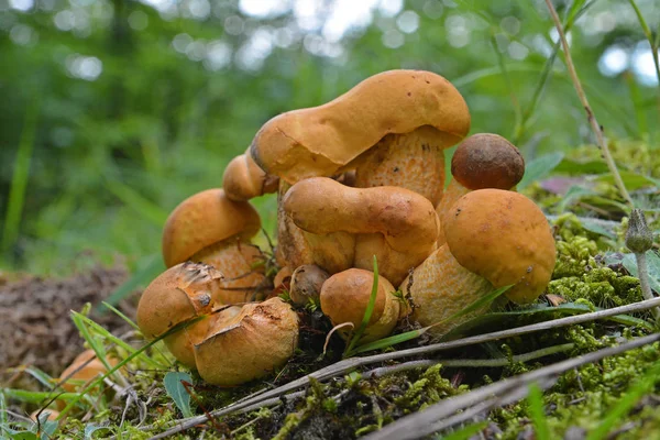 Leccinelum Crocipodium Paddestoelen Het Bos Saffraan Bolet — Stockfoto