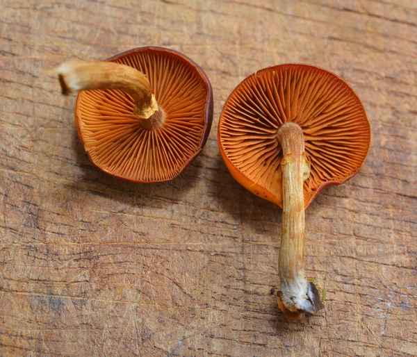 Galerina Marginata Pilz Extrem Giftiger Beerdigungspilz — Stockfoto