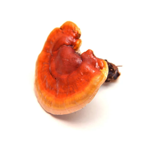 Μανιτάρι Ganoderma Lucidum Γνωστή Ligzhi Reishi Φαρμακευτικών Fungu — Φωτογραφία Αρχείου