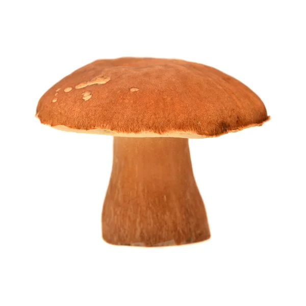 Boletus Reticulatus Aislado Blanco Cep Verano —  Fotos de Stock