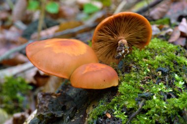 Kuehneromyces mutabilis mantar, olarak da bilinen kaplama woodtuf