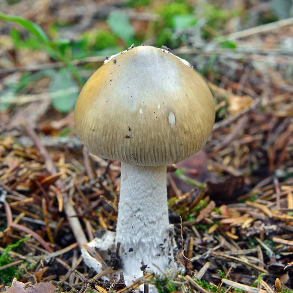 Cogumelo Amanita Submembranacea Raro Chão — Fotografia de Stock