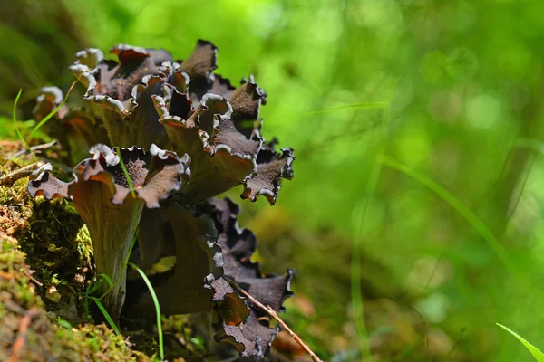 Craterellus Cornucopioides Mushroom Широко Известный Рог Изобилия Черная Труба — стоковое фото