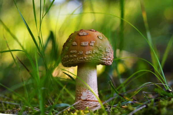 Amanita Rubescens Грибы Природе Румяна — стоковое фото