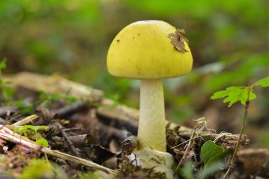 Deadly toxic amanita phalloides mushroom, deathcap clipart