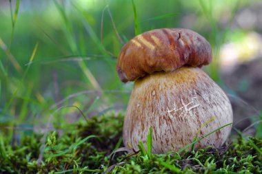 Ormanda Boletus Edulis mantarı