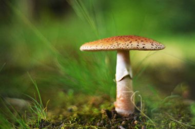 Amanita rubescens mantar doğada, allık