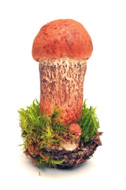 leccinum quercinum mantar, kırmızı şapkalı scaber sapı bilinen