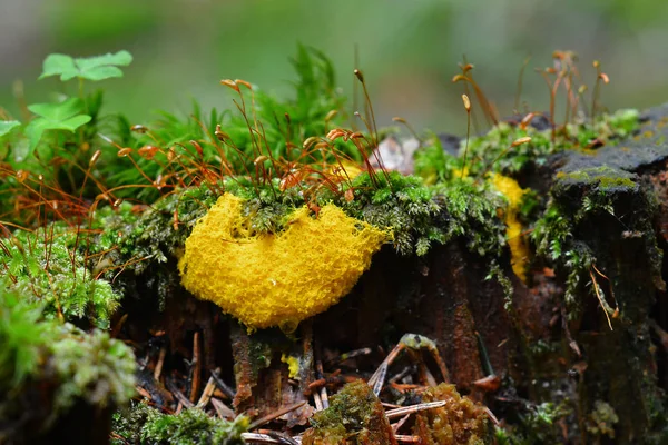 Lycogala Septica Pařezu Známé Jako Míchaná Vajíčka Sliz Nebo Pes — Stock fotografie