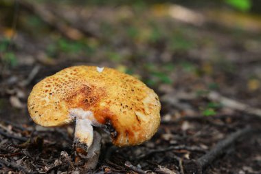 kokuşmuş russula bilinen russula foetens