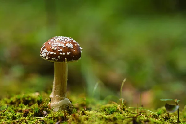 Grzyb Może Być Muchomor Powszechnie Znany Jako Pantera Blushe Wpr — Zdjęcie stockowe