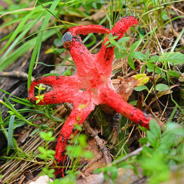 Clathrus Archeri Também Conhecido Como Polvo Cogumelo Fedorento Dedo Diabo — Fotografia de Stock