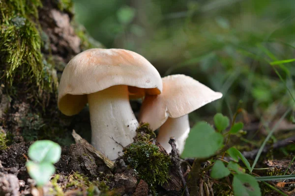 Entoloma sinuatum mushroom — стоковое фото