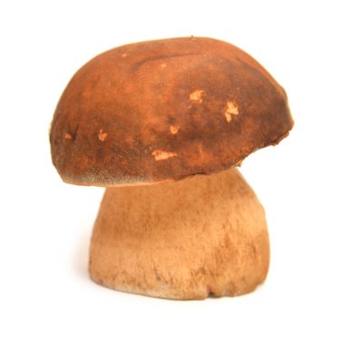 Boletus mantarı beyaz izole ce yaz