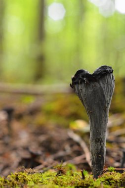 Horn of plenty veya siyah trumpe olarak bilinen Craterellus cornucopioides mantar