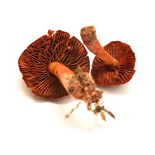 Cortinarius Phoeniceus Champignon Isolé Sur Fouet — Photo