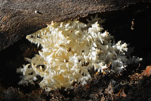 Hericium Coralloides Μανιτάρι Γνωστό Μύκητα Κοραλλιογενείς Δόντι Ευάλωτο Στον Κόκκινο — Φωτογραφία Αρχείου