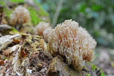 Taç mercan veya taç uçlu mercan olarak bilinen Artomyces pyxidatus fungu