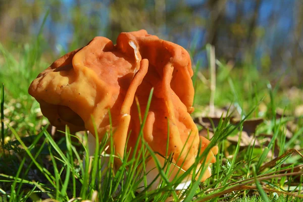 Den Falska Morel Svamp Gyromitra Gigas Kallas Snö Morel Kalv — Stockfoto