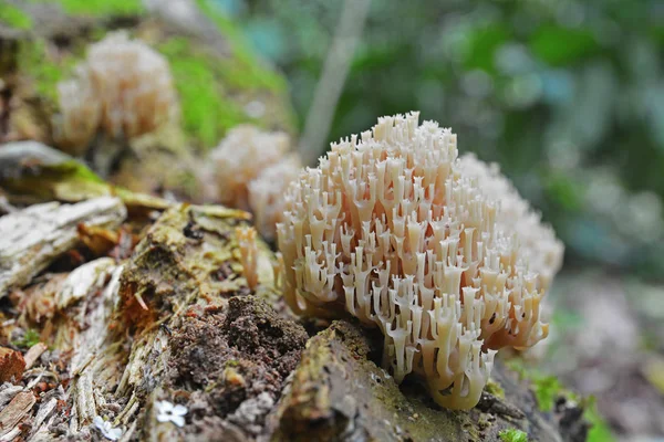 Artomyces Pyxidatus Known Crown Coral Crown Tipped Coral Fungu — Stock Photo, Image