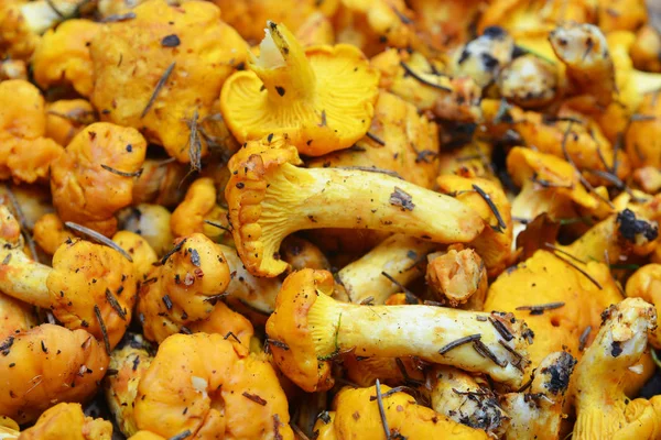 Cantharellus Cibarius Crudos Para Alimentos Cantarela — Foto de Stock