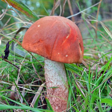 Foxy bolet bilinen Leccinum vulpinum mantar