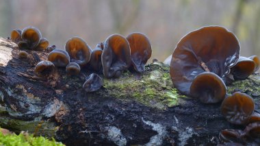 Auricularia auricula-judae mantar, Yahudinin kulak, ahşap kulak, jöle ea olarak bilinen