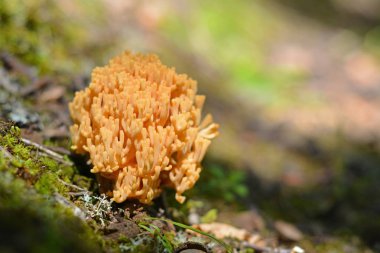 ramaria formosa mantar, güzel clavaria veya pembe coral mantar olarak bilinen