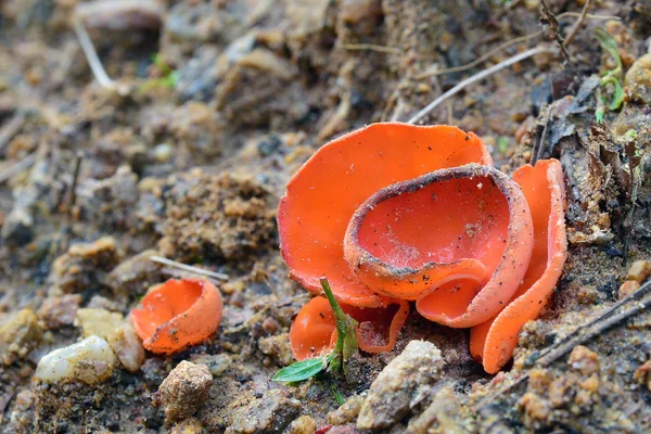 Aleuria Aurantia Fungo Também Conhecido Como Cogumelo Casca Laranja — Fotografia de Stock