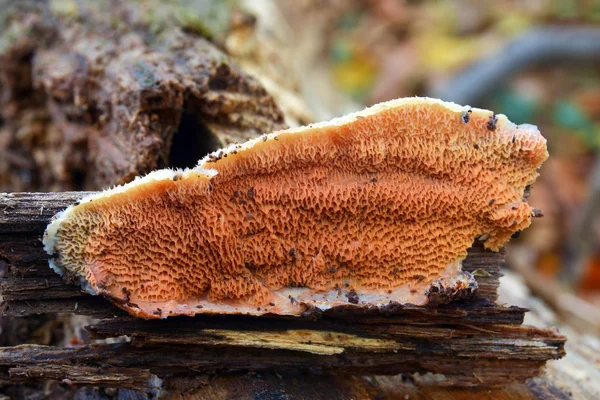 Μύκητα Tremellosa Phlebia Tremellosus Merulius Συνώνυμο Ζελέ Rot Fungu — Φωτογραφία Αρχείου