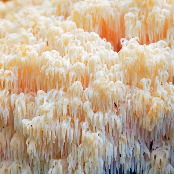 Hericium Erinaceus Fungo Conhecido Como Crina Leão Cogumelo Ouriço Barbudo — Fotografia de Stock
