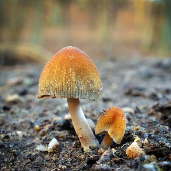 Rare Coprinellus Saccharinus Mushrooms Wil — Stock Photo, Image