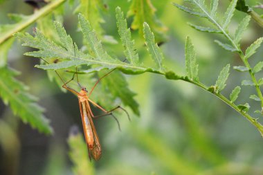 Kanatsız scorpionfly apterobittacus apterus yaprak üzerinde