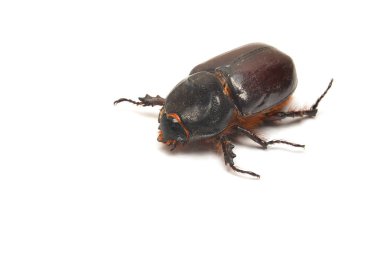 izole üzerinde beyaz, kadın Rhino beetle