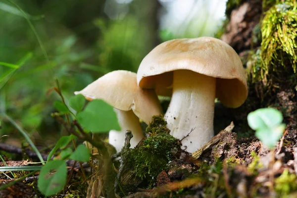 Entoloma Sinuatum Houba Známá Jako Rozzuřený Entoloma Rozzuřený Pinkgill Olovo — Stock fotografie