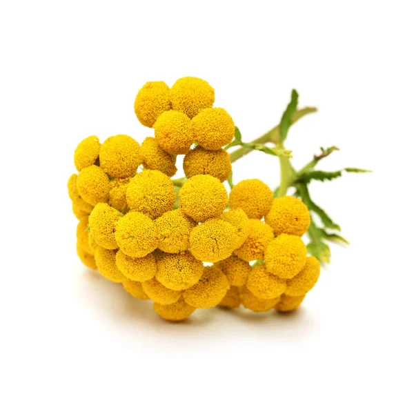 Tanacetum Vulgare Flower Known Bitter Buttons Cow Bitter — Stock Photo, Image